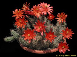 Echinocereus sanpedroensis 1403